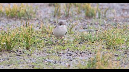Akgerdanlı ötleğen