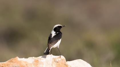 Aksırtlı kuyrukkakan