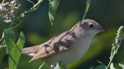 Pembegöğüslü ötleğen