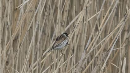 Bataklık Kirazkuşu