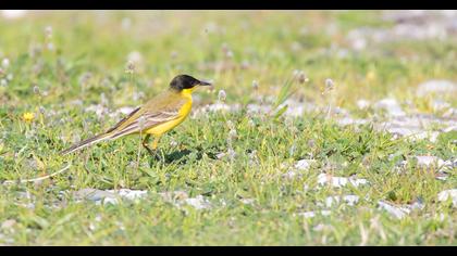 Sarı kuyruksallayan