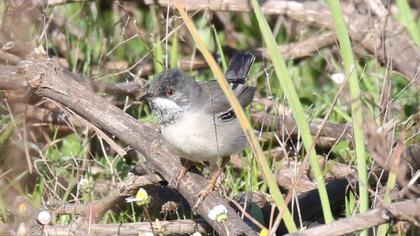 Karaboğazlı ötleğen