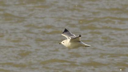 Küçük gümüş martı