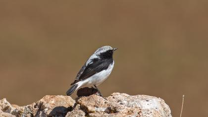 Aksırtlı kuyrukkakan