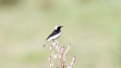 Kıbrıs kuyrukkakanı