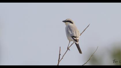 Büyük örümcekkuşu