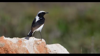 Aksırtlı kuyrukkakan