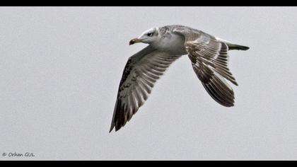 Büyük karabaş martı