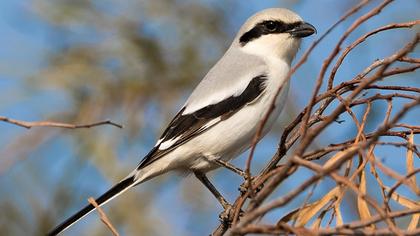 Büyük örümcekkuşu