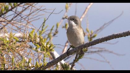 Küçük akgerdanlı ötleğen