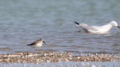 Karakarınlı kumkuşu