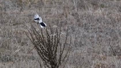 Büyük örümcekkuşu