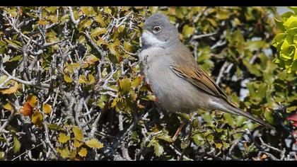 Akgerdanlı ötleğen