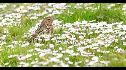 Kızılgerdanlı incirkuşu