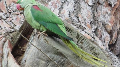 İskender papağanı