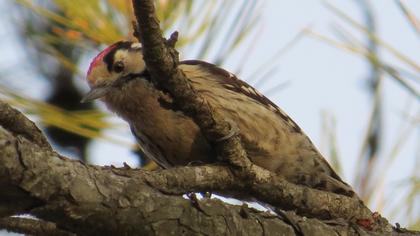 Küçük ağaçkakan