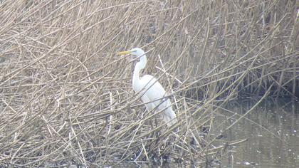 Büyük ak balıkçıl