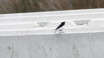 Aksırtlı kuyrukkakan