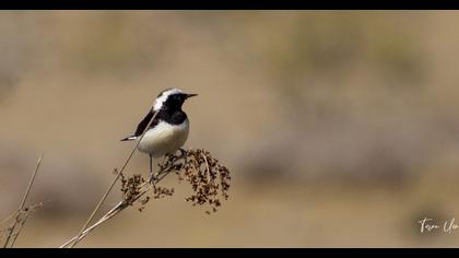 Kıbrıs kuyrukkakanı