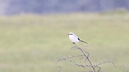 Büyük örümcekkuşu