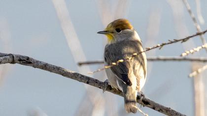 Karabaşlı ötleğen