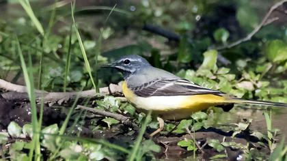 Dağ kuyruksallayanı