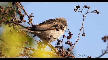 Küçük akgerdanlı ötleğen