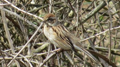 Bataklık Kirazkuşu