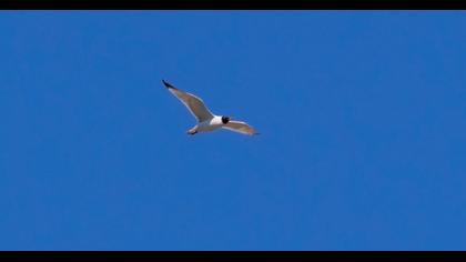 Büyük karabaş martı