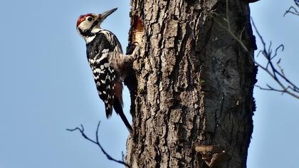 Aksırtlı ağaçkakan