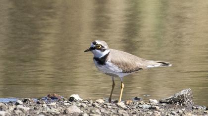 Halkalı küçük cılıbıt