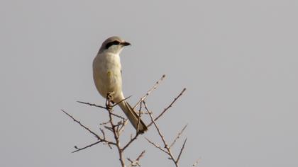 Büyük örümcekkuşu