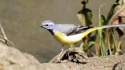 Dağ kuyruksallayanı