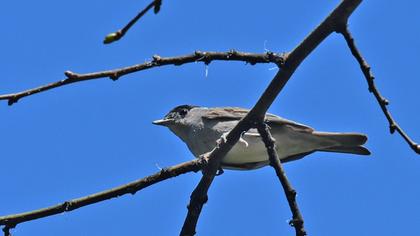 Karabaşlı ötleğen