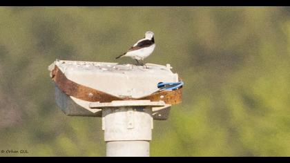 Aksırtlı kuyrukkakan