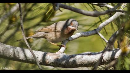 Bıyıklı ötleğen