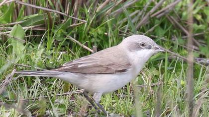 Küçük akgerdanlı ötleğen