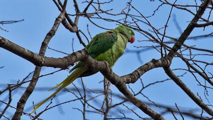 İskender papağanı