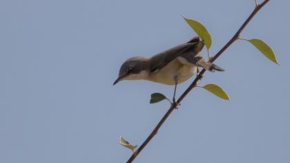 Karabaşlı ötleğen