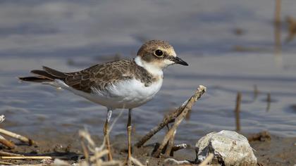 Halkalı küçük cılıbıt