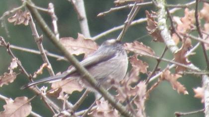 Uzunkuyruklu baştankara