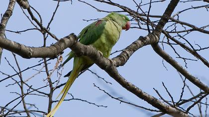 İskender papağanı
