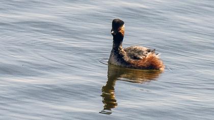 Karaboyunlu batağan