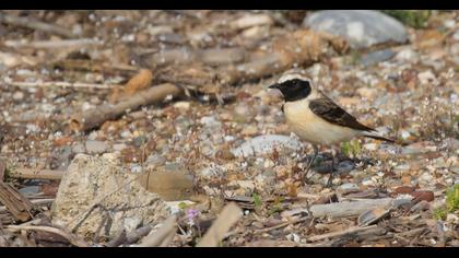Karakulaklı kuyrukkakan