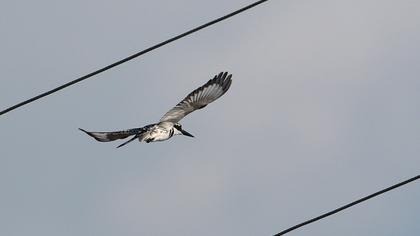 Alaca yalıçapkını