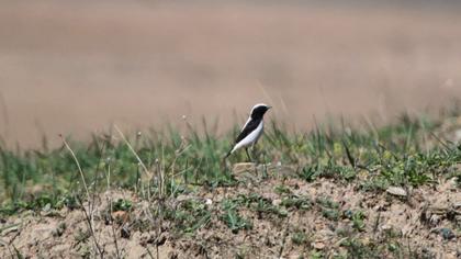 Aksırtlı kuyrukkakan