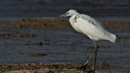 Küçük ak balıkçıl