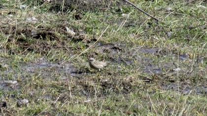 Sürmeli dağbülbülü