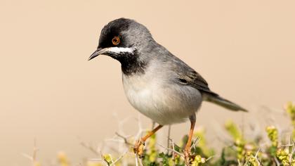 Karaboğazlı ötleğen