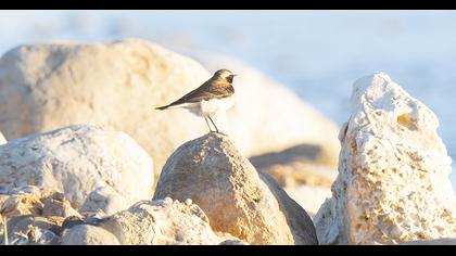 Karakulaklı kuyrukkakan